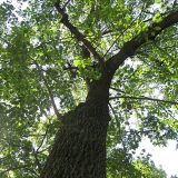 View looking up at an Ash Tree.