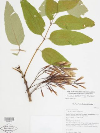 Ash tree specimen