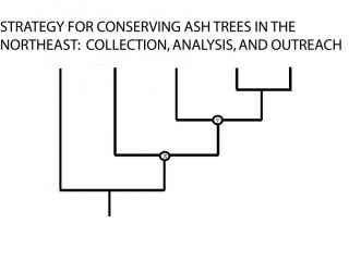 Graph of ash tree specimen