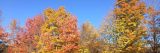 image of fall color trees in orange and yellow