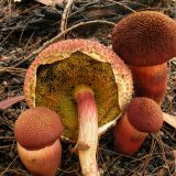 Close up of underside of mushrooms.