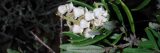 close up of white bell flowers