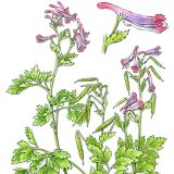 Incised fumewort illustration