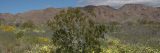 image of desert plants