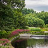The Native Plant Garden in summer.