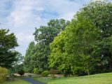 Green leaves in the maple collection