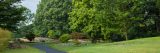 Full green trees in the maple collection