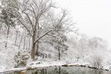 Snow covered pond in the Rock Garden