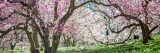 pink and white flowers on a magnolia trees