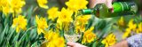 Wine being poured into a glass in front of daffodils.