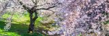 Cherry trees blooming in pink and white in the spring.