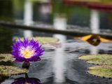 Waterlily and Lotus - Summer