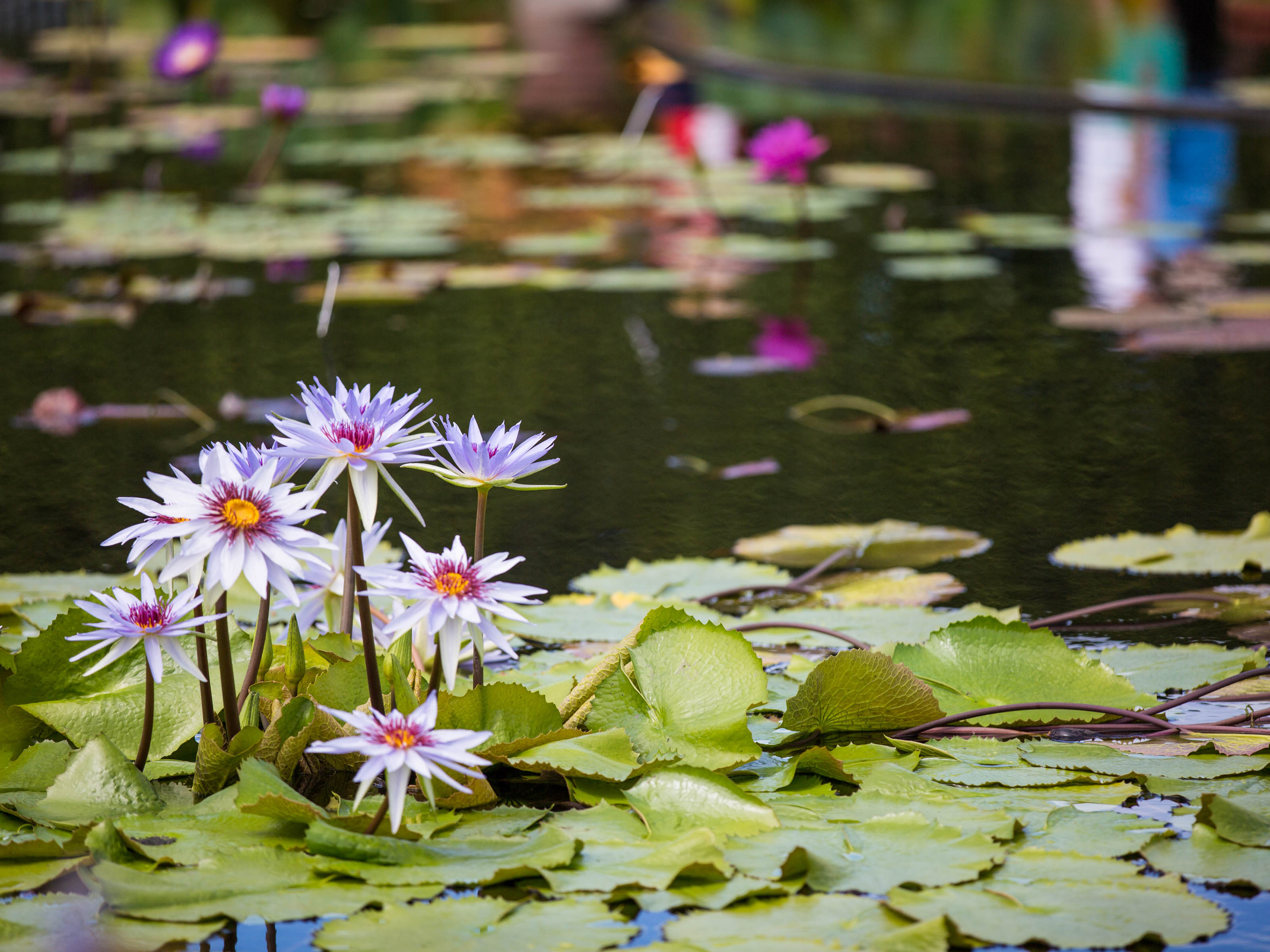 Water Lilies and Lotuses » New York Botanical Garden