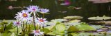 Waterlilies in the Conservatory courtyard.
