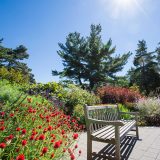 Red flowers in the Perennial Garden in fall with wooden bench