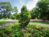 Maple tree in the summer