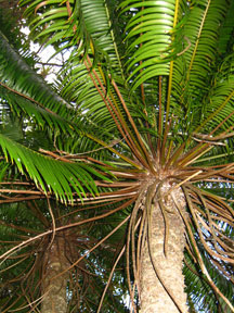 Close up of a tree of the palm decent