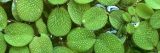 close up of algae in the great lakes