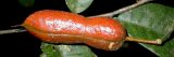 Close up of red legume with green leafs.