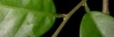 Close up of green leaf.