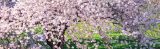 Picture of Cherry Trees