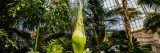 Corpse flower in the Conservatory