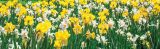 Daffodils