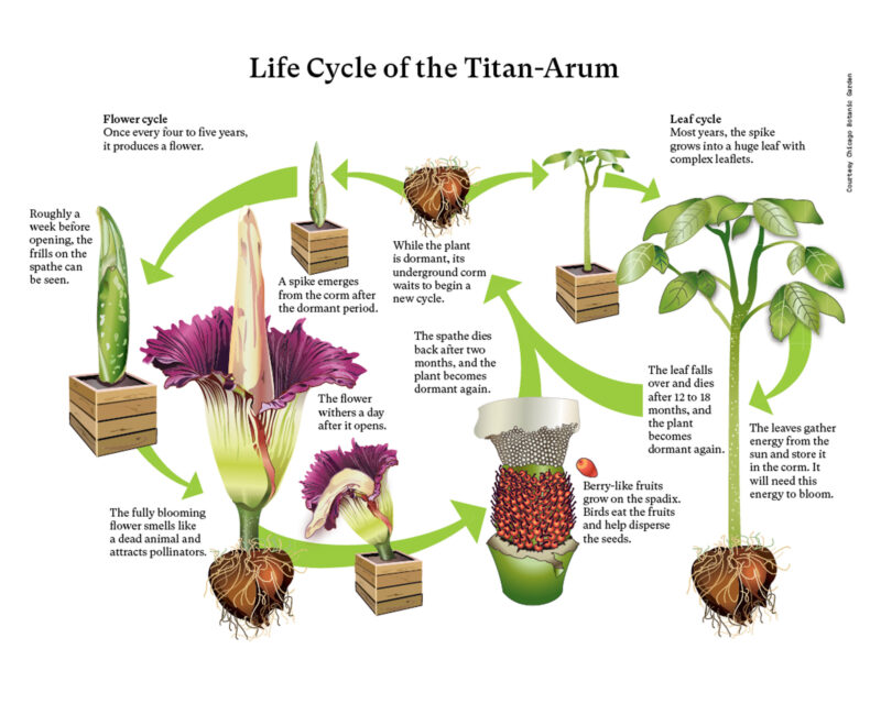 A graphic depicting the lifecycle of a large flowering plant
