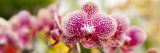 Close-up photo of moth orchids