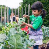 Little girl watering lettuce.