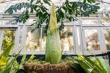 A tall green flower bud prepares to bloom in a lush conservatory