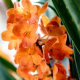 Photo of an orange orchid