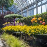 A bridge of yellow chrysanthemums