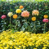 Yellow, orange, and pink ogiku chrysanthemums rise up over a bed of yellow mums.