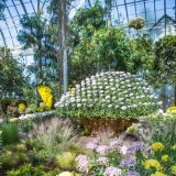 The ozukuri display among yellow and purple chrysanthemums.