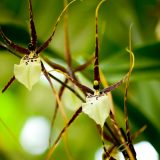 A black, white, and yellow Bratonia orchid.