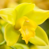 A yellow Cymbidium orchid.