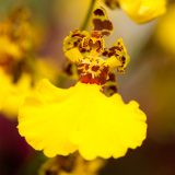 A yellow, red, and black Dancing Lady orchid.