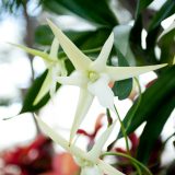 A white Darwin Star orchid.