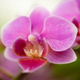 A purple and pink Doritaenopsis orchid.