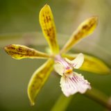 A yellow and black Encyclia orchid.