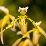 A yellow and black slipper orchid.