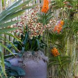 Orchids growing out of a water jar.