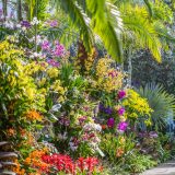 A lush wall of orchids and foliage in the Conservatory.