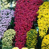 Pink, purple, and yellow kengai chrysanthemum displays.