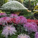 An ozukuri chrysanthemum display set behind a bed of pink spider orchids.