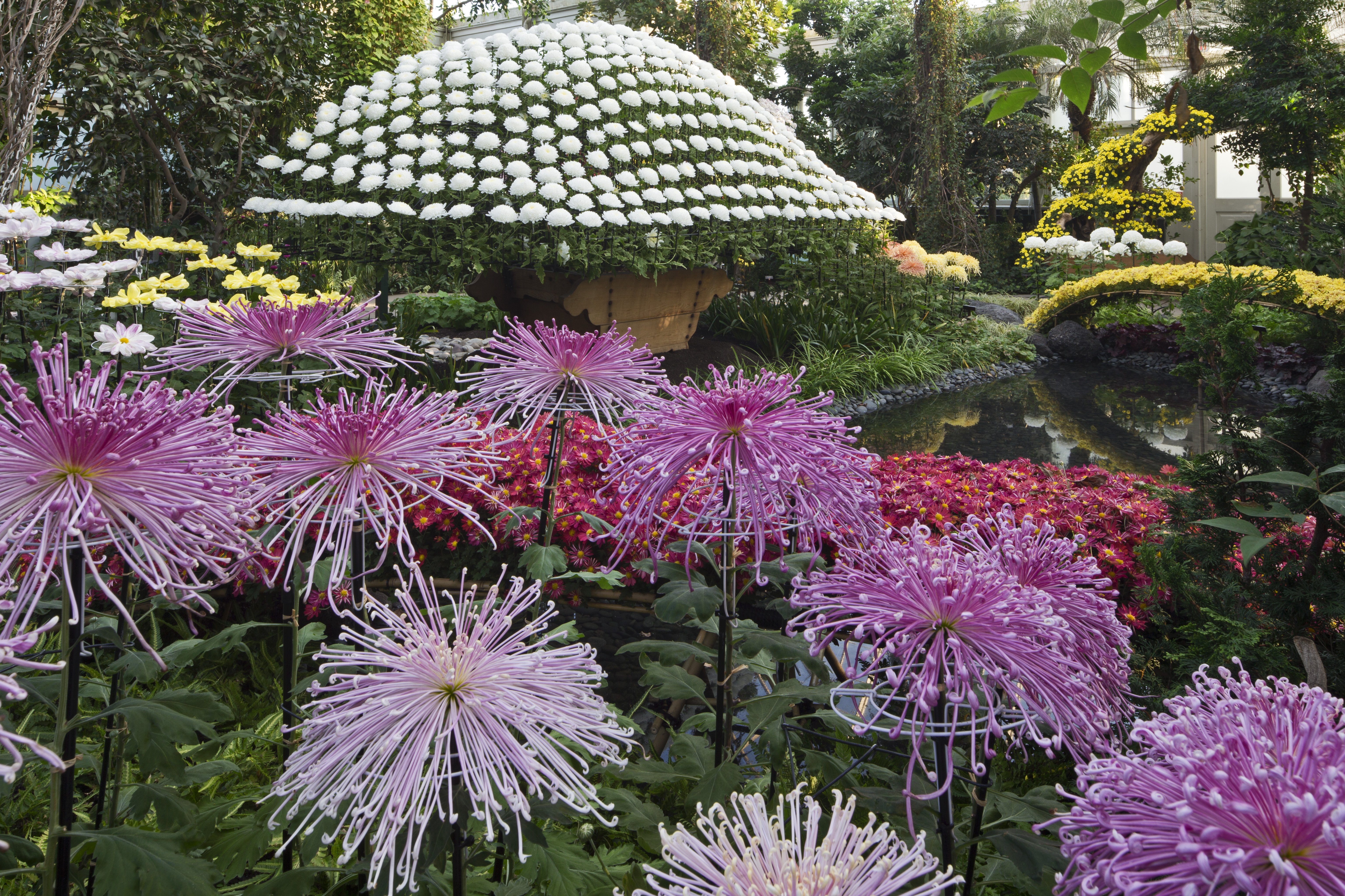 kiku: the art of the japanese garden press room » new york botanical
