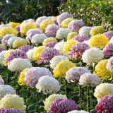 Yellow, white, and pink ogiku chrysanthemums.