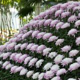 A cascading display of pink and white chrysanthemums in an ozukuri display.