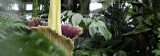 The Corpse Flower, Amorphophallus Titanum, in the Conservatory.
